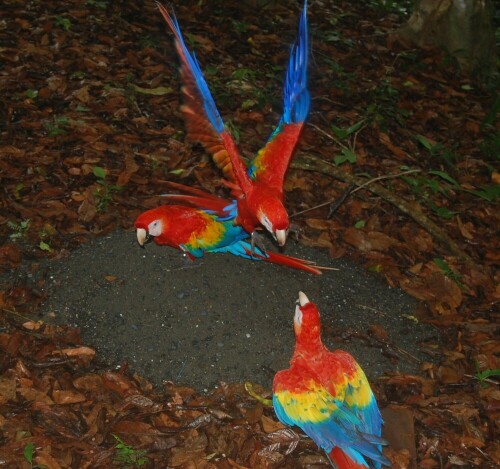 Meinungsverschiedenheit zwischen zwei Aras

Aufnameort: Punta Banco, Costa Rica
Kamera: Nikon D40