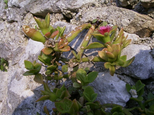 Irgendwoher muss die Blume doch ihre Nahrung holen

Aufnameort: Am Gardasse 12.05.08
