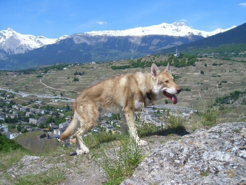 Saarloo-Wolfshund Rüde

Aufnameort: Sion / Schweiz
Kamera: Jenoptik 8.0