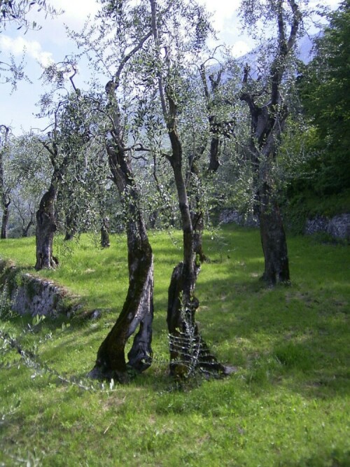 In einem Olivenbaumgarten am Gardasee

Aufnameort: Porto am Gardasee
