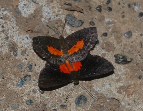 Zwei Schmetterlinge vergnügen sich auf dem Boden meiner Hütte...

Aufnameort: Punta Banco, Costa Rica
Kamera: Nikon D40