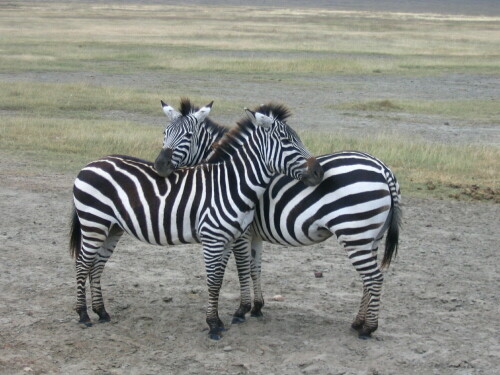 

Aufnameort: Tansania, Ngorongoro Krater
