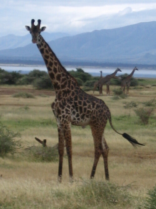 giraffe-1599.jpeg