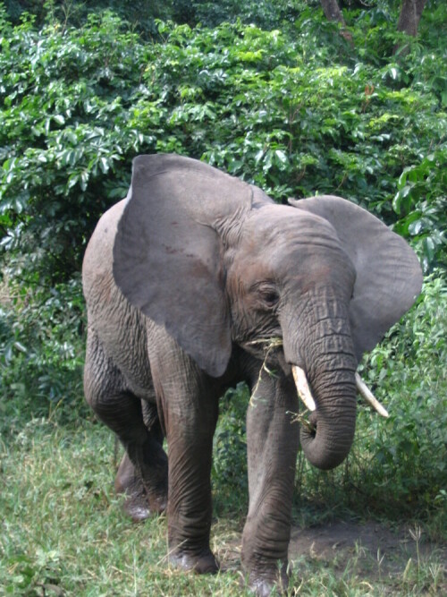 junger-elefant-mit-gekreuzten-beinen-1613.jpeg