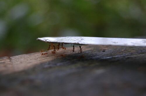 Da gabs wohl irgendwas Leckeres

Aufnameort: Punta Banco, Costa Rica
Kamera: Nikon D40