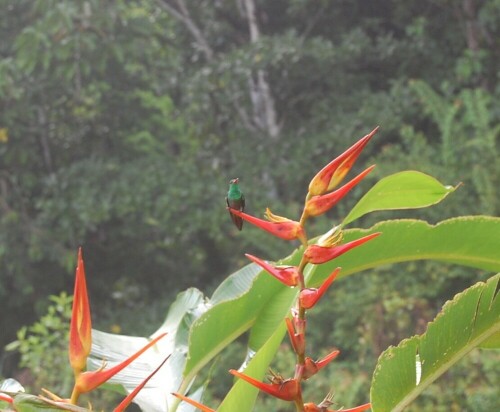 Ein Kolibri auf einer jungen Bananenpflanze

Aufnameort: Punta Banco, Costa Rica
Kamera: Nikon D40