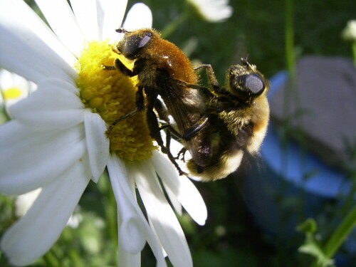 

Aufnameort: Igling bei LL
