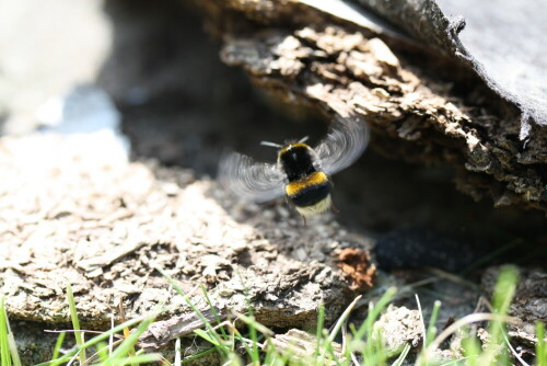 Deutlich zu sehen sind die schnellen Schwingungen der Flügel.

Aufnameort: Garten
Kamera: EOS 450D