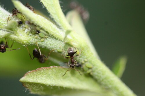 Ameisen hegen und pflegen die Blattlauskolonie. Schließlich erhalten sie beim Melken der Blattläuse zuckersüßen Saft.

Aufnameort: Garten
Kamera: EOS 450D