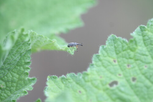 Dieser kleine Rüsselkäfer ist ca. 2 mm groß und wird vom Gartenfreund kaum wahrgenommen. Die Löcher die er und seine Kameraden in die Blätter der Stockrose frißt, sind da schon eher zu sehen.

Aufnameort: Garten
Kamera: EOS 450D