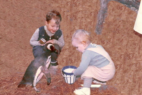 Ölverschmierter und dann gewaschener Pinguin sucht bei den Kindern nach Futter.

Aufnameort: Argentische Küste, im Garten unseres Hauses
Kamera: alte Kamera 1960