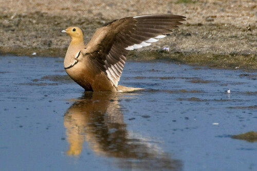 Männchen gerade an Tränke gelandet

Aufnameort: Oman
Kamera: Nikon D300/1:4 200-400+TC 14 E