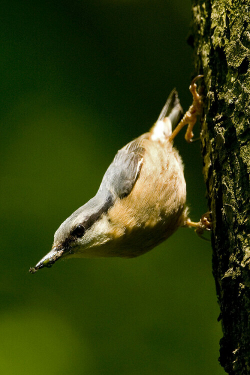 

Aufnameort: Mittelfranken
Kamera: Nikon D300/1:4 200-400