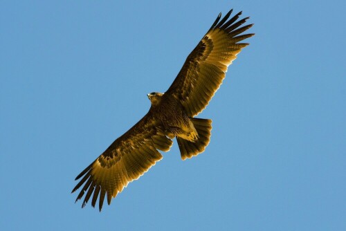 K2 - alles im Auge

Aufnameort: Oman
Kamera: Nikon D300/1:4 200-400