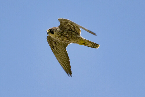 

Aufnameort: Mittelfranken
Kamera: Nikon D300/1:4 200-400