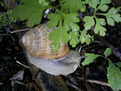 schnecke-beim-fressen-um-17-46-uhr-1623.jpeg