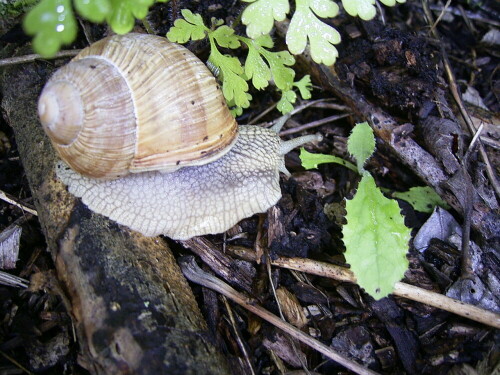 schnecke-beim-fressen-um-17-50-uhr-1624.jpeg