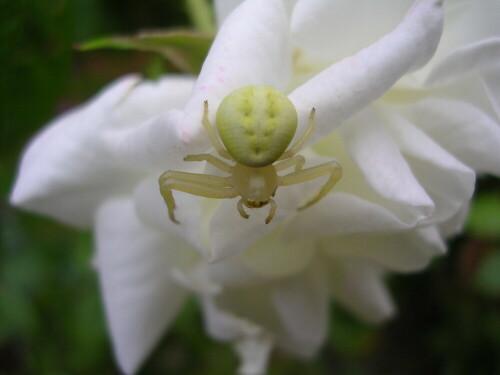 weiße Spinne auf weißer Rose

Aufnameort: St. Ingber
