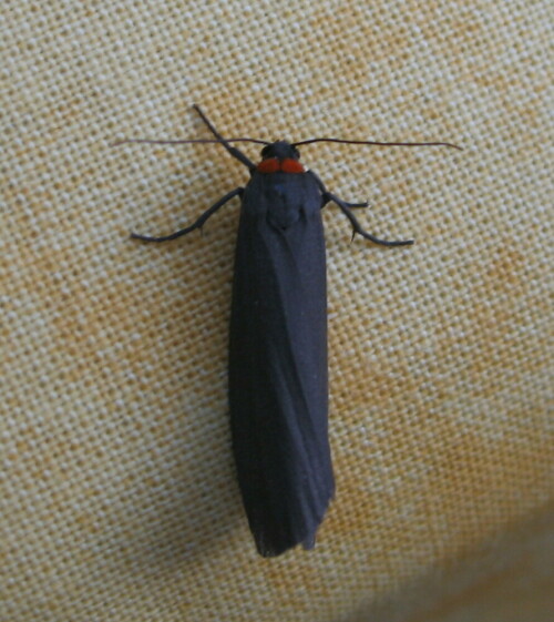 Dieser vornehm gekleidete Schmetterling mit rotem Pelzkragen ließ sich auf unserem Gartentisch nieder und wurde wilkommen geheißen.

Aufnameort: Marburg, Garten An der Zahlbach 19, 01.06.2008
Kamera: Canon Power Shot A620 1/50; 2,8; 7,3mm