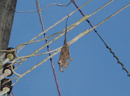 Ich habe keine Ahnung, welcher Art dieser unglückliche Tölpel angehörte, aber er hing dort mindestens 3 Monate...

Aufnameort: Punta Banco, Costa Rica
Kamera: Nikon D40