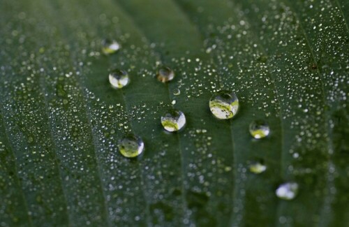 Regentropfen auf einem Funkienblatt

Aufnameort: In meinem Garten im schönen Kanton Thurgau
Kamera: Canon EOS 450D