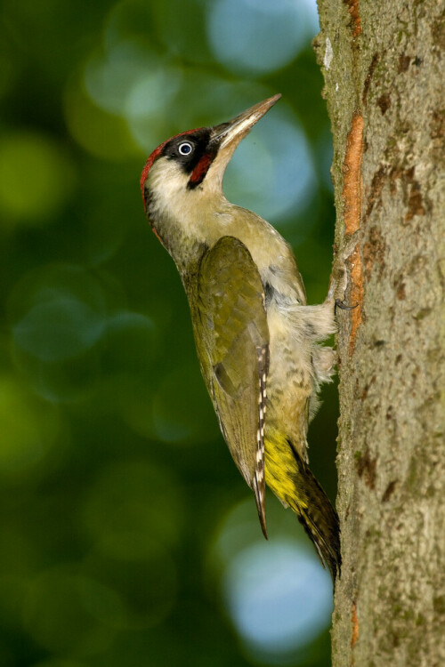 Männchen

Aufnameort: Mittelfranken
Kamera: Nikon D300/1:4 200-400