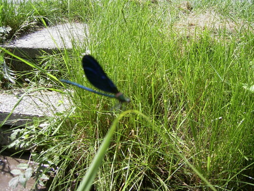 Bei uns in Igling an dem langsam fließenden Loibach sind sie nun wieder zu sehen - die Blauflügel Prachtlibelle.

Aufnameort: Igling 02.06.08. am Loibach
