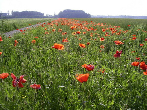 So schön kann es neben einem Feldweg aussehen, wenn nicht jeder Zentimeter Erde gegen Unkräuter ( ? ) gespritzt wird.
Vorbildlich - um das ganze Rapsfeld ein ca. 3 Meter breiter Streifen mit Platz für Mohn, Kornblumen usw.

Aufnameort: Igling bei LL
