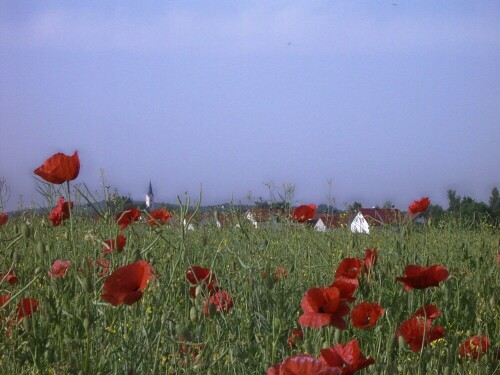 Igling- versteckt sich hinter Mohn und Raps.

Aufnameort: Igling bei LL 02.06.08
