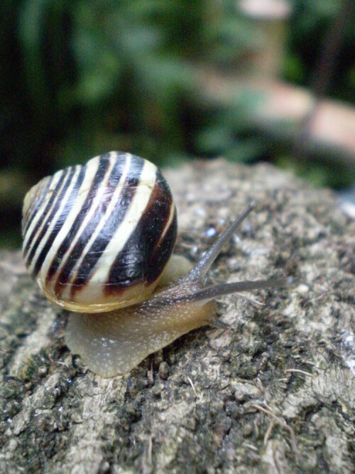 Kleine Schnecke auf dem Efeuzweig

Aufnameort: Im Garten
Kamera: Praktica DCZ 7.3