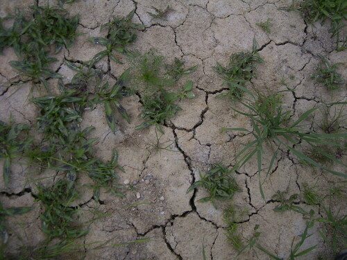 Nun tun sich schon Risse in der Erde auf um den notwendigen Regen in sich auf nehmen zu können. 03.06.2008

Aufnameort: Igling bei LL
Kamera: RICOH  Caplio G 3