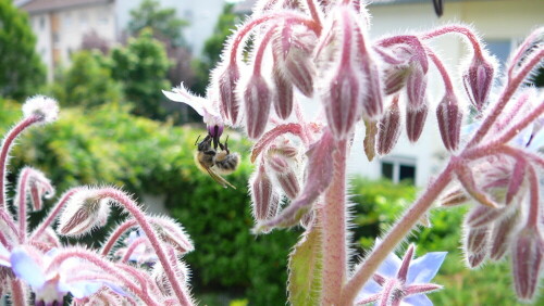 Die Blüten der Kräuter (wie hier Borretsch) und Pflanzen auf unserem Balkon locken immer wieder viele Besucher an ;-)

Aufnameort: Hessen
Kamera: Panasonic DMC-TZ1