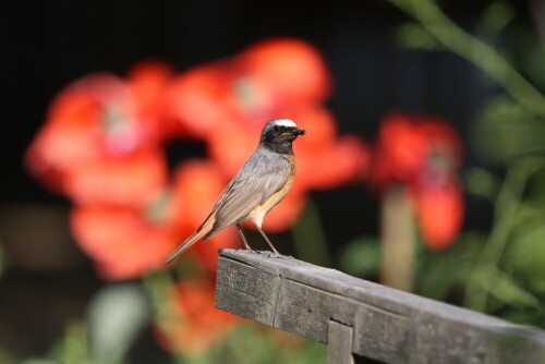 Der Hausrotschwanz (Phoenicurus ochruros) ist eine Vogelart aus der Gattung der Rotschwänze. Diese Gattung wird je nach Autor in die Familie der Fliegenschnäpper (Muscicapidae) bzw. die nah verwandte Familie der Drosseln (Turdidae) eingeordnet.



Aufnameort: Garten
Kamera: EOS 450