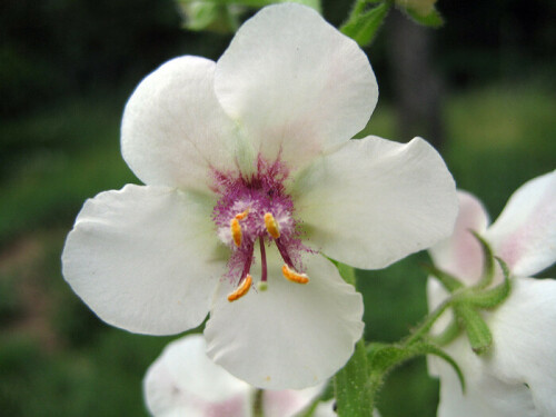 schabenkraut-verbascum-blattaria-1976.jpeg