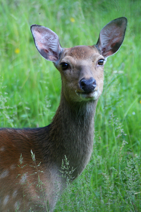 

Aufnameort: d arnsbeger wald
