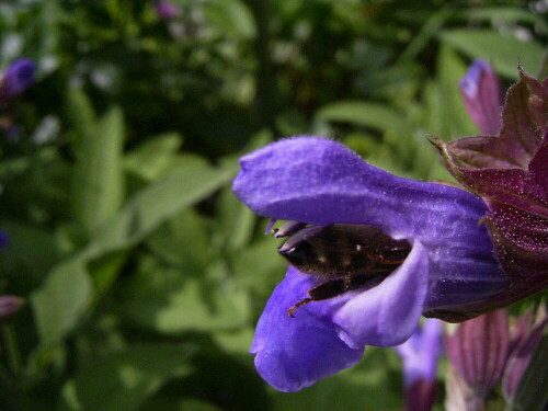 Die Biene verschwand weitgehend in der Blüte des Salbei's.
Dazu passt auch das Bild mit der Darstellung der Funktion zur Übergabe des Blütenstaubes.

Aufnameort: Im Garten 09.06.2008
