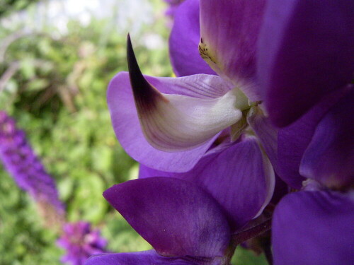 Gefährlich schaut das Innenleben einer Lupinenblüte aus

Aufnameort: Im Garten in Igling 09.06.2008
Kamera: RICOH Gaplio G 3