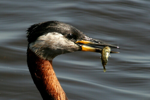 

Aufnameort: Fehmarn
