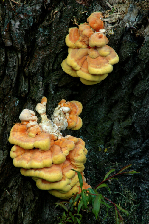 schwefelporling-laetiporus-sulphureus-11673.jpeg