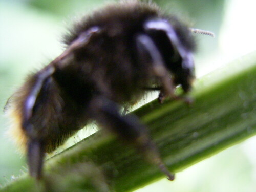 Wie ein Einhorn - Zwerg - Urong - Utan schaut die Hummel aus als sie am Morgen als es nur 5° C hatte erwachte.

Aufnameort: Bei Igling  16.06.2008
Kamera: RICOH Caplio G 3