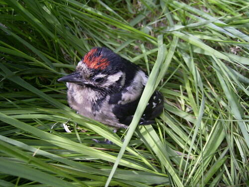 Noch nicht ganz flugfähig saß dieser junge Buntspecht neben der Kiefer im Gras. Durch gepiepse wurde ich auf ihn aufmeksam.
Schnell ein Foto und dann ihn wieder in Ruhe gelassen.

Aufnameort: bei Igling am 15.06.2008
Kamera: RICOH Caplio G3