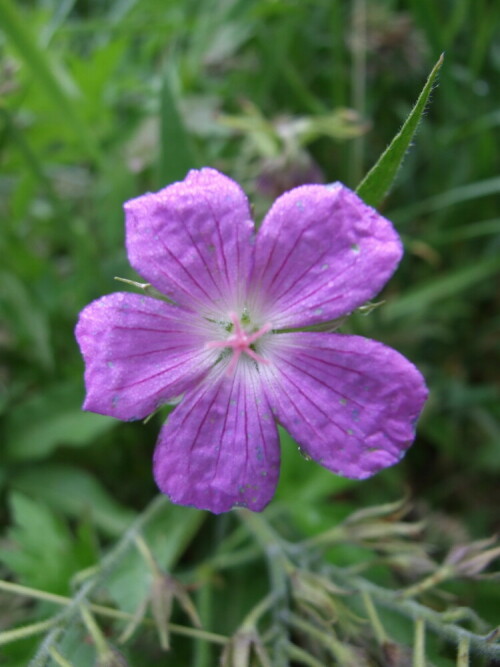 geranium-1879.jpeg