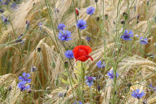 

Aufnameort: Georgsmarienhütte
Kamera: Canon EOS 30 D