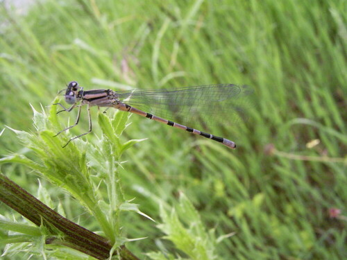 

Aufnameort: Bei Igling am 17.06.2008  10.00Uhr
Kamera: Ricoh Caplio G 3