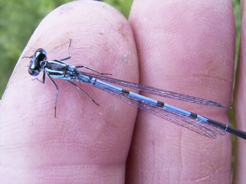 Viel Geduld erforderte diese Aufnahme da ich alleine war, also die Libelle dazu bewegen auf die Finger zu klettern, die Kamera zu halten und noch selber still zu halten. Aber es gelang auch mit der einfachen Kamera.

Aufnameort: bei igling 17.06.2008  10.15 Uhr
Kamera: RICOH Caplio G 3