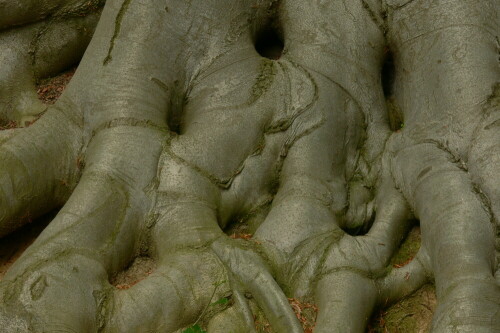 Baumwurzel einer alten Buche

Aufnameort: Naturpark Habichtswald - Nähe Kassel
Kamera: Lumix FZ30