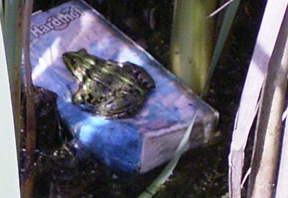 Als Luftmatratze benutzt dieser Frosch ein achtlos weggeworfene Getränketüte in einem kleinen Tümpel.

Aufnameort: Igling 20.06.2008
Kamera: Ricoh Caplio G 3