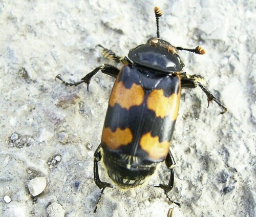 Ich habe ihn noch nie gesehen. Er überquerte gerade einen Feldweg.

Aufnameort: Igling 20.06.2008
Kamera: Ricoh Caplio G 3