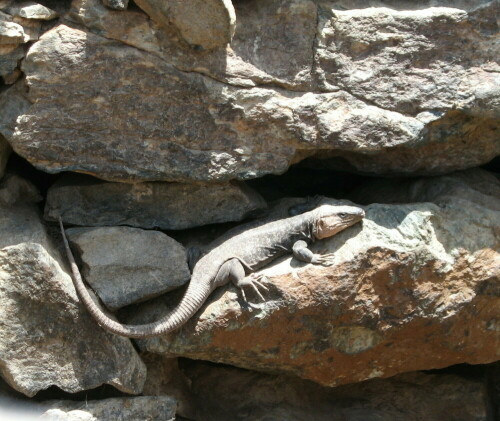 Die "Drachen" von Gran Canaria, gar nicht scheu, wenn man sie mit etwas frischem Grün anlockt.

Aufnameort: Gran Canaria, nördlich Maspalomas, 20.06.2008
Kamera: Canon Power Shot A620 1/160; 4,0; 21,7mm