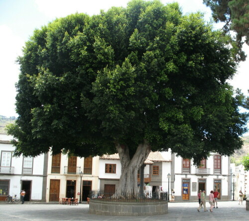 baum-den-platz-beherrschend-9564.jpeg